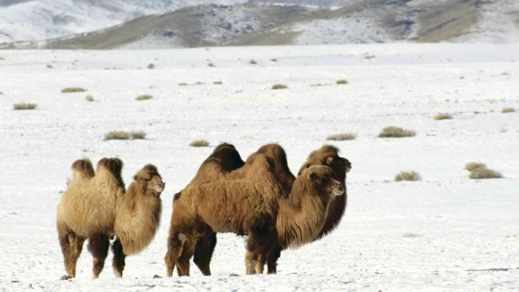 mountains, Camels, Altai HD Wallpaper Desktop Background