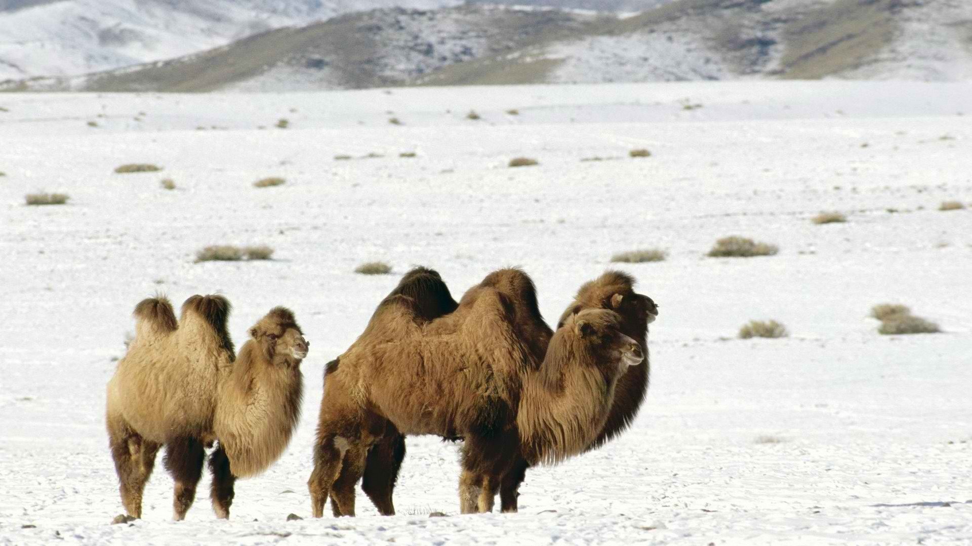 mountains, Camels, Altai Wallpaper