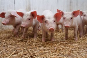 animals, Straws, Pigs, Agriculture