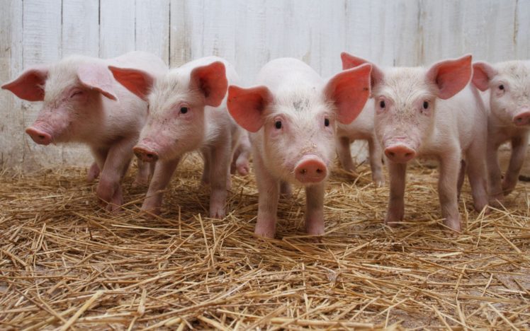 animals, Straws, Pigs, Agriculture HD Wallpaper Desktop Background