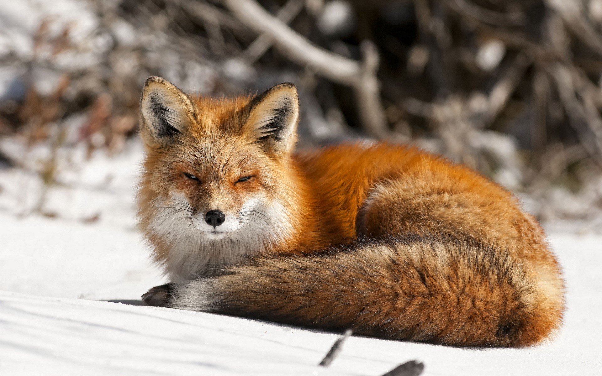 nature, Winter, Snow, Foxes Wallpaper