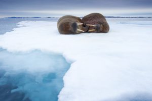ice, Norway, Sleeping, Walrus