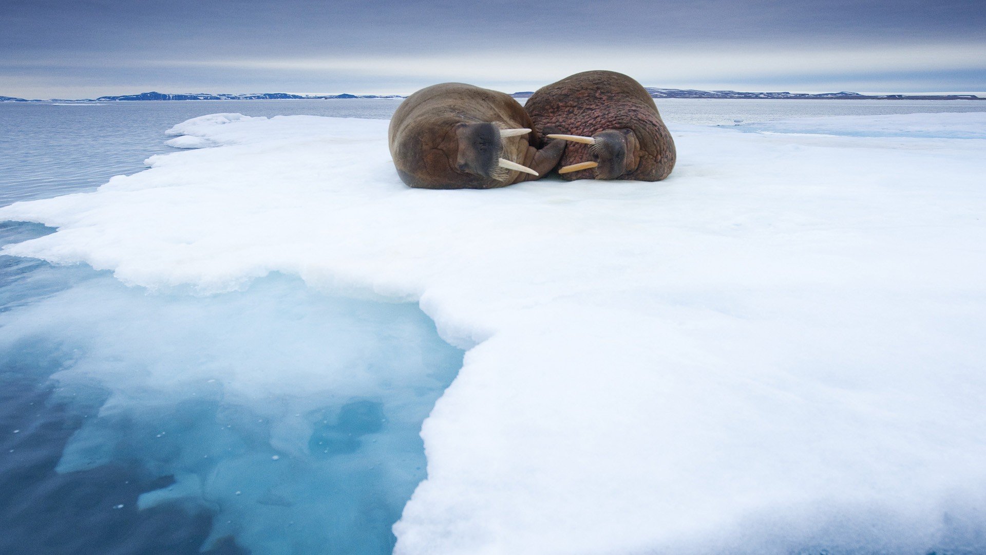 ice, Norway, Sleeping, Walrus Wallpaper