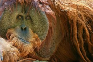 animals, Orangutans