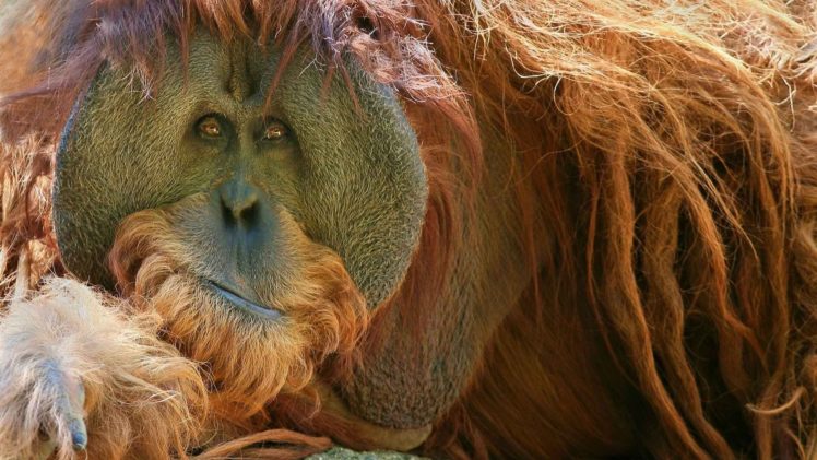 animals, Orangutans HD Wallpaper Desktop Background