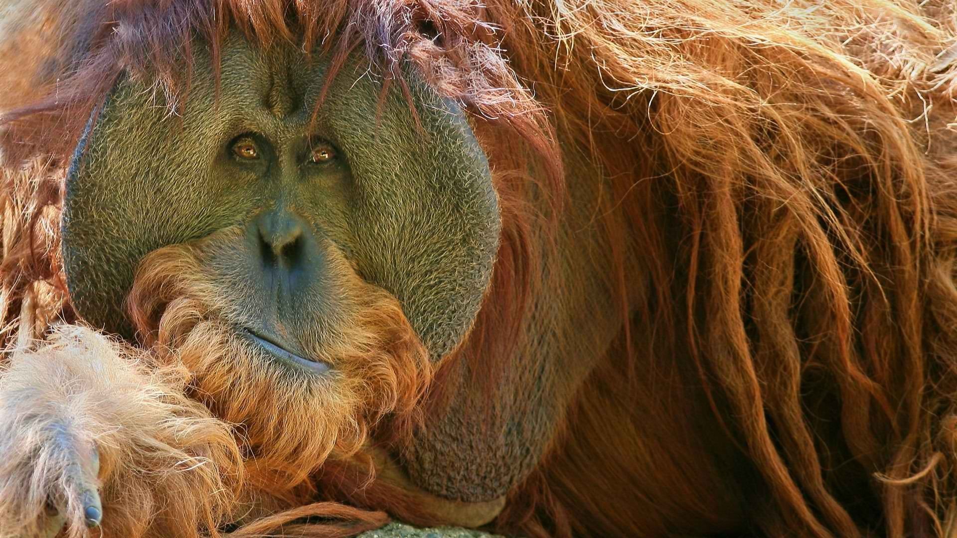 animals, Orangutans Wallpaper