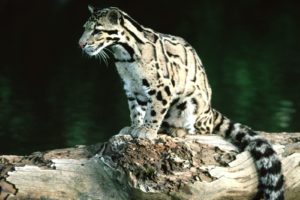 nature, Animals, Leopards, Clouded, Leopards, Baby, Animals