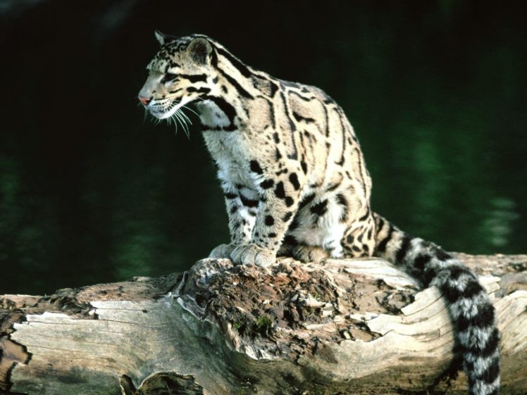 nature, Animals, Leopards, Clouded, Leopards, Baby, Animals HD Wallpaper Desktop Background