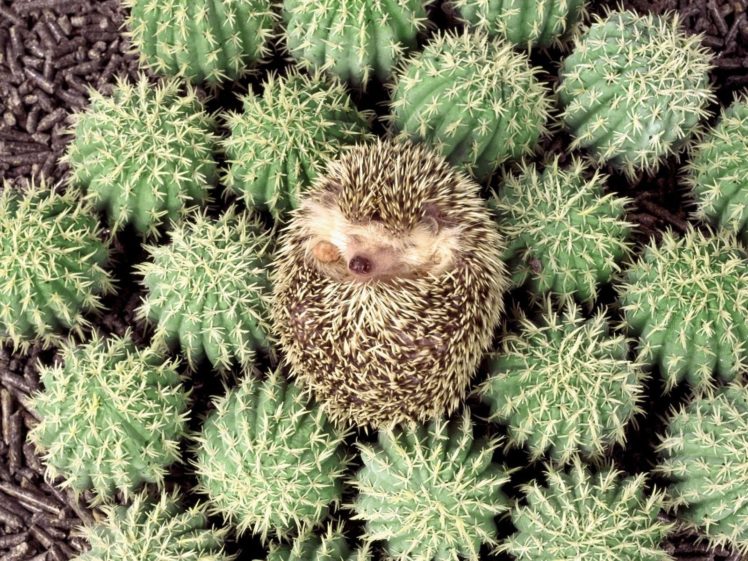 animals, Hedgehogs, Cactus HD Wallpaper Desktop Background