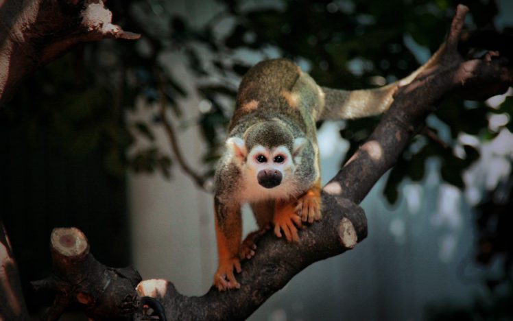 monkeys HD Wallpaper Desktop Background