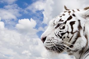 white, Tiger