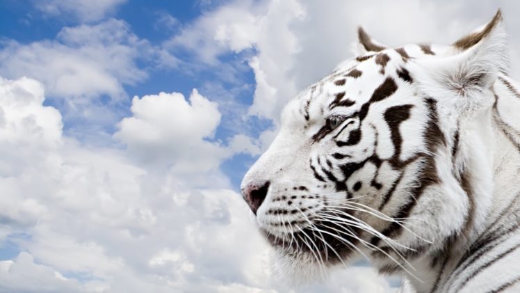 white, Tiger Wallpapers HD / Desktop and Mobile Backgrounds