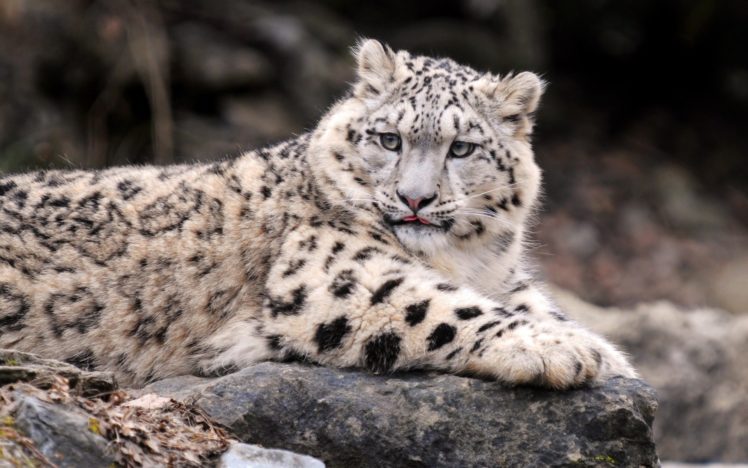 animals, Snow, Leopards, Feline, Irbis HD Wallpaper Desktop Background