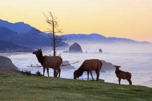 sunrise, Animals, Rocks, Oregon, Parks, Elk, State