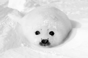 white, Seals, Animals