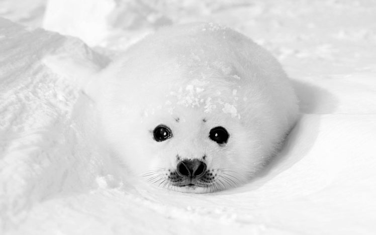 white, Seals, Animals HD Wallpaper Desktop Background