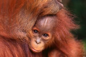 nature, Animals, Baby, Animals, Orangutans