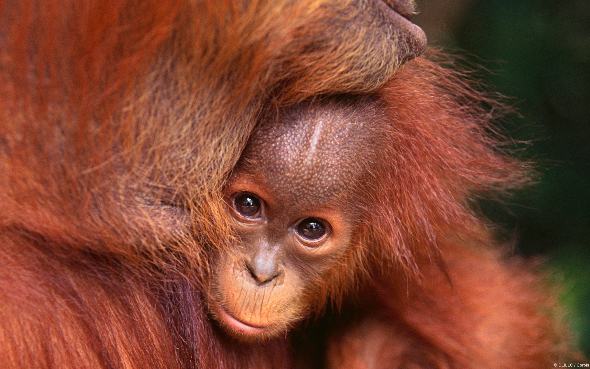 nature, Animals, Baby, Animals, Orangutans Wallpaper