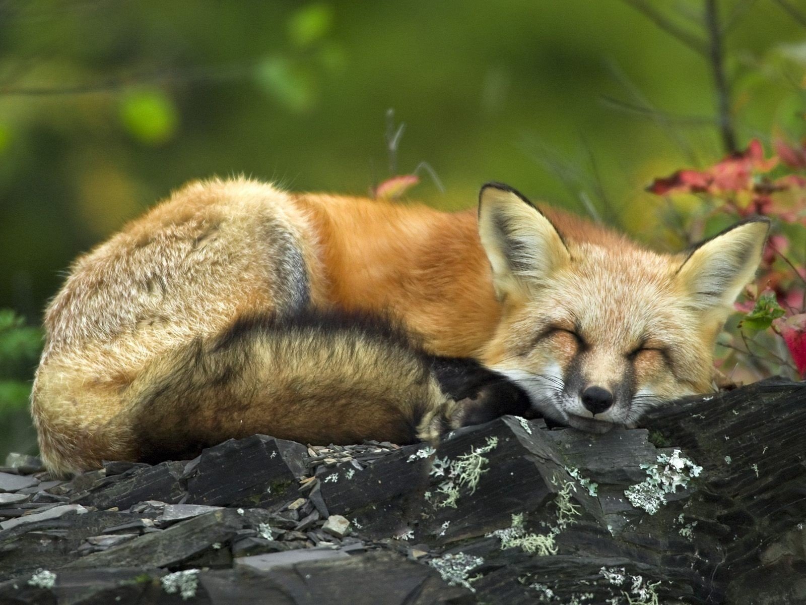 animals Wallpaper