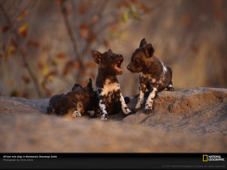 animals, Dogs, National, Geographic, African, Africa, Wild, Animals HD Wallpaper Desktop Background