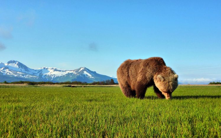 bear, Sniffing, The, Grass HD Wallpaper Desktop Background
