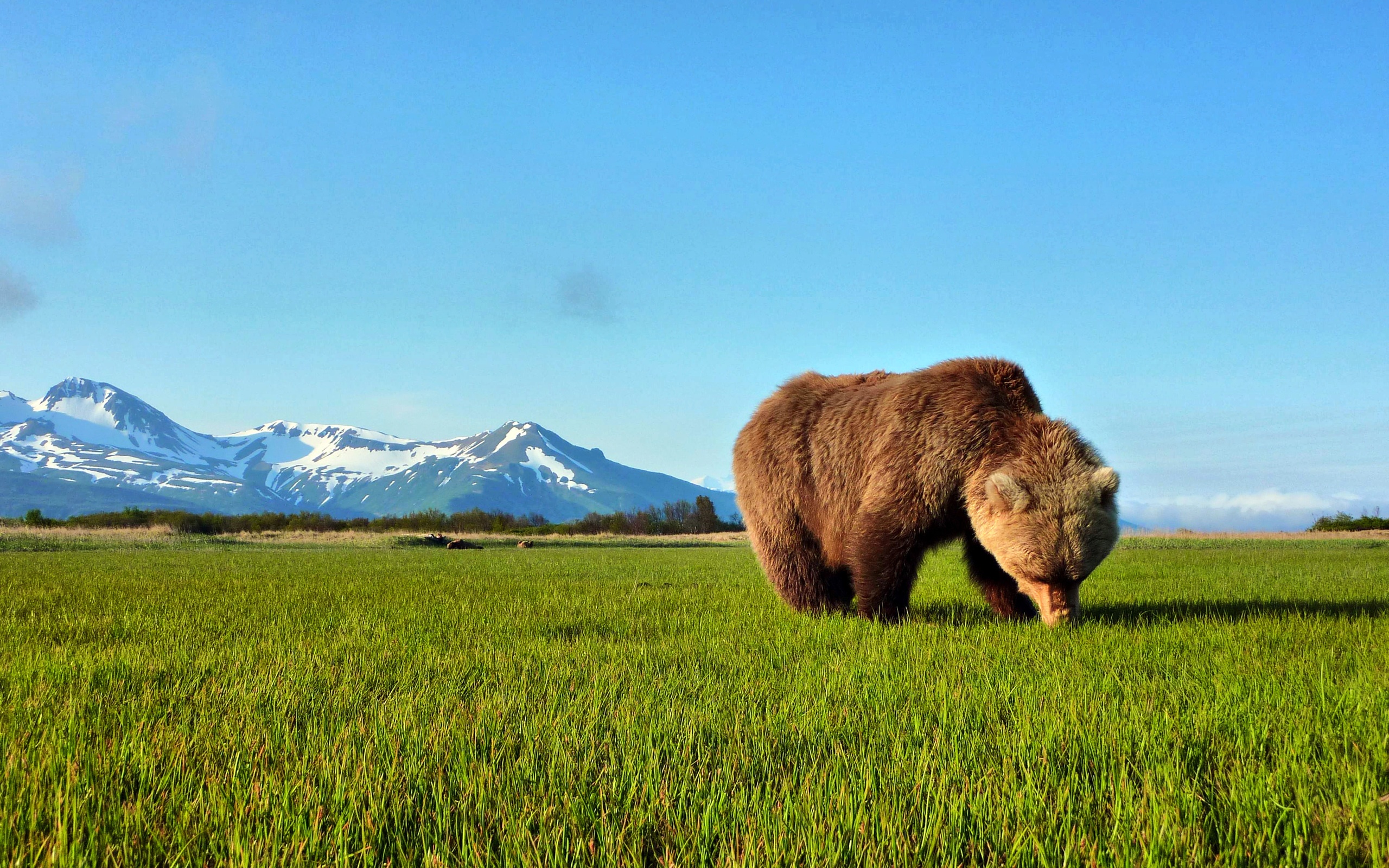 bear, Sniffing, The, Grass Wallpaper