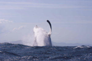 whales, Breach, Ocean, Sea, Bay, Harbor, Splash, Spray, Drops