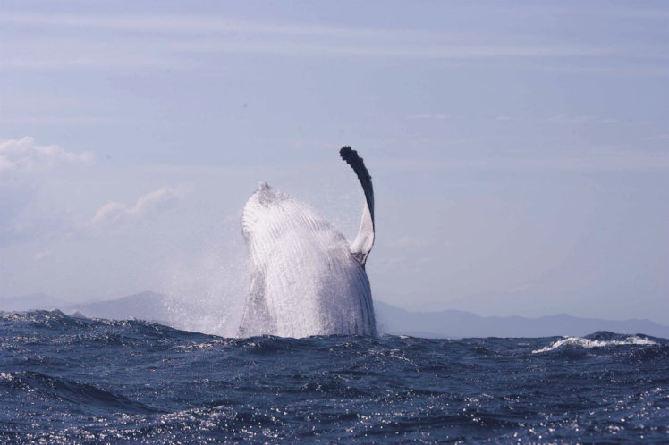 whales, Breach, Ocean, Sea, Bay, Harbor, Splash, Spray, Drops HD Wallpaper Desktop Background