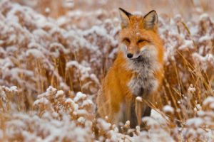 winter, Red, Animals, Foxes