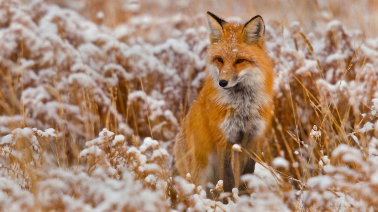 winter, Red, Animals, Foxes HD Wallpaper Desktop Background