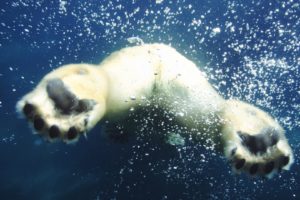 animals, Bubbles, Swimming, Polar, Bears