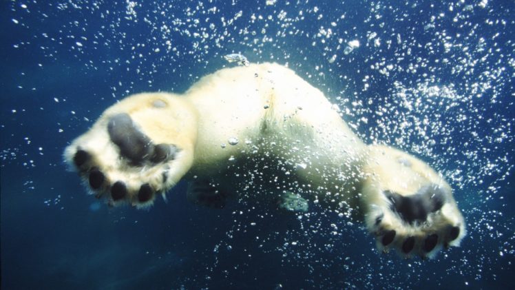 animals, Bubbles, Swimming, Polar, Bears HD Wallpaper Desktop Background