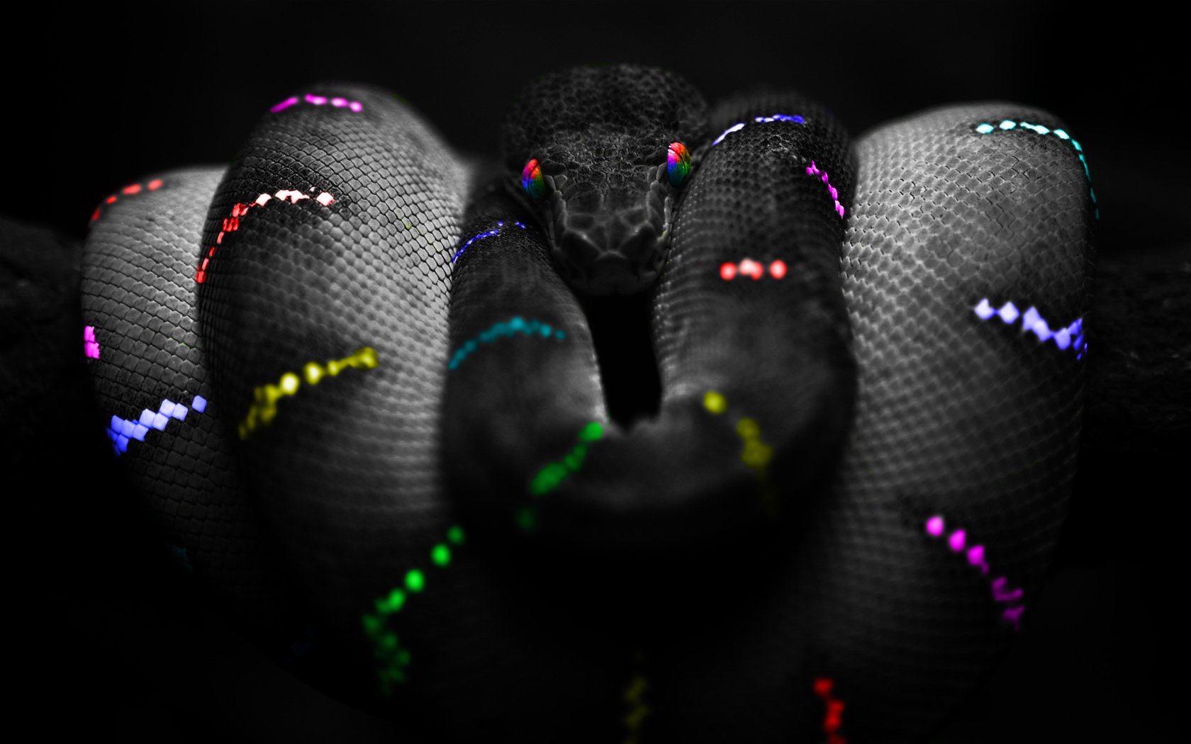 animals, Snakes, Rainbows, Color, Splash Wallpaper