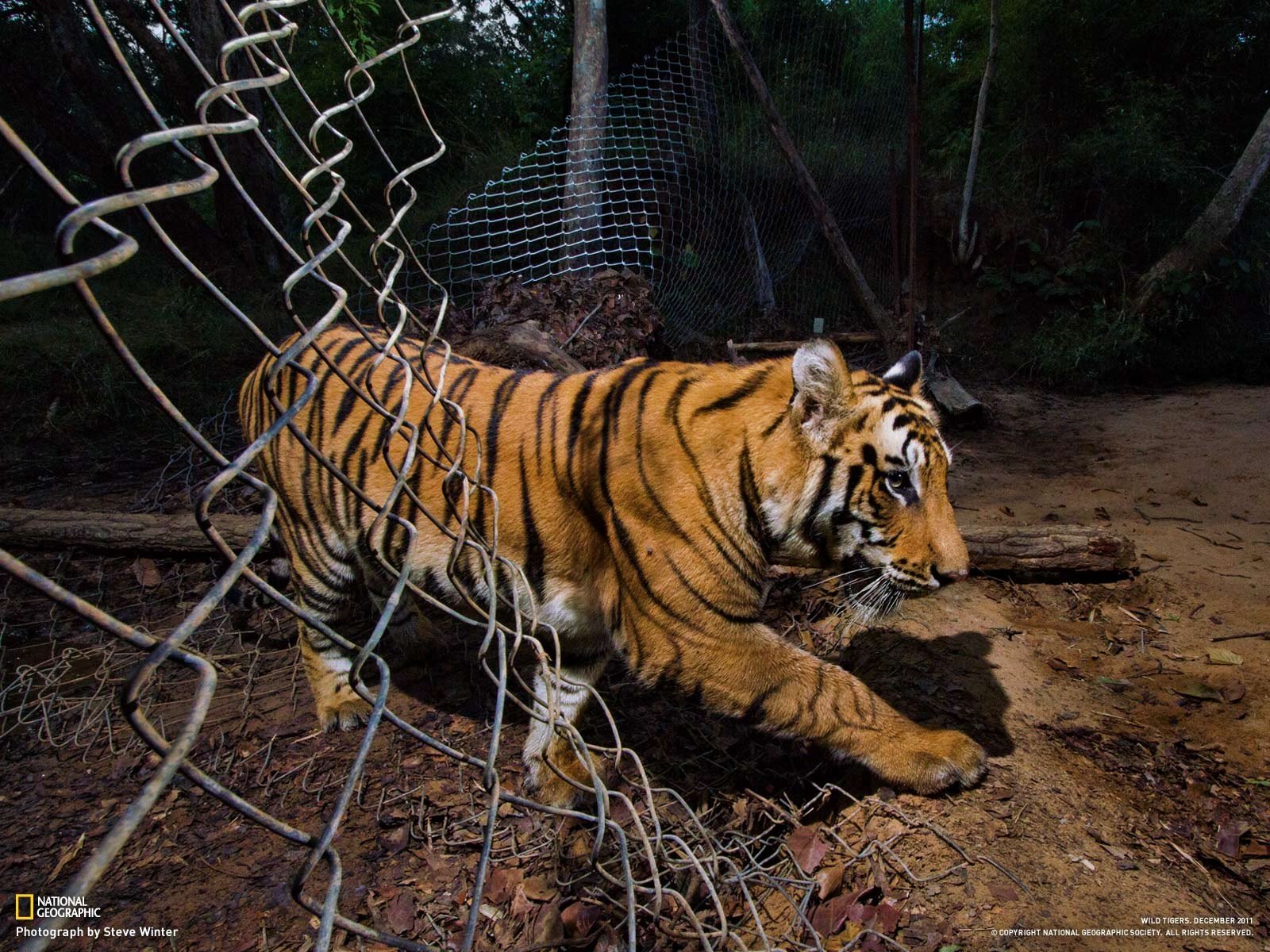 tigers, Earth, National, Geographic, National, Park Wallpaper