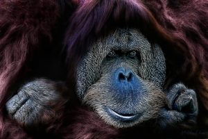 animals, Apes, Orangutans