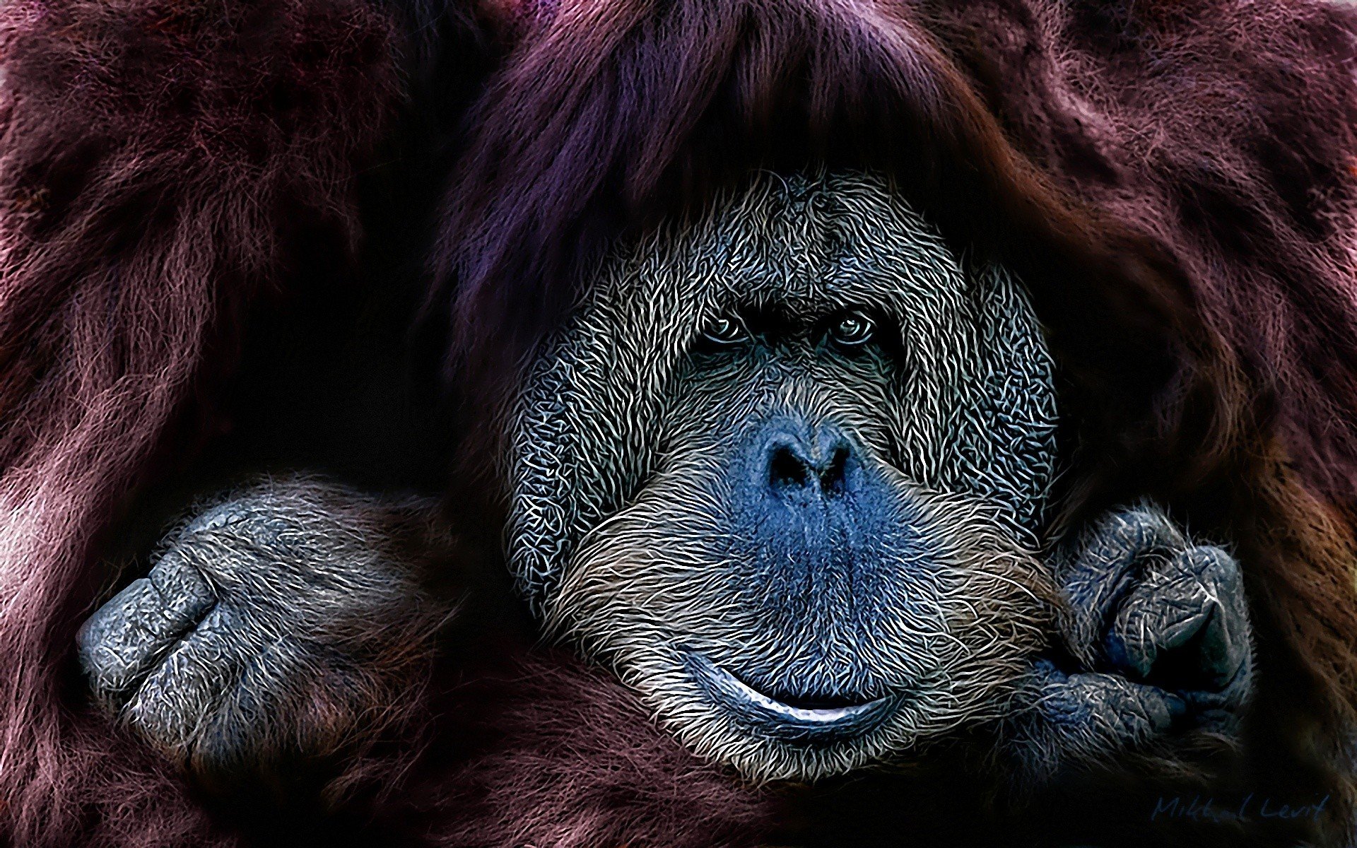 animals, Apes, Orangutans Wallpaper
