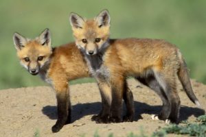 red, Animals, Cubs, Foxes