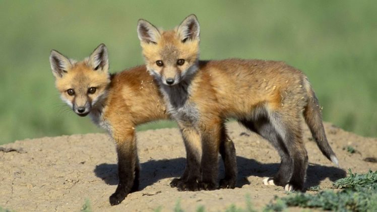 red, Animals, Cubs, Foxes HD Wallpaper Desktop Background