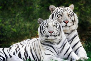 tigers, White, Tiger