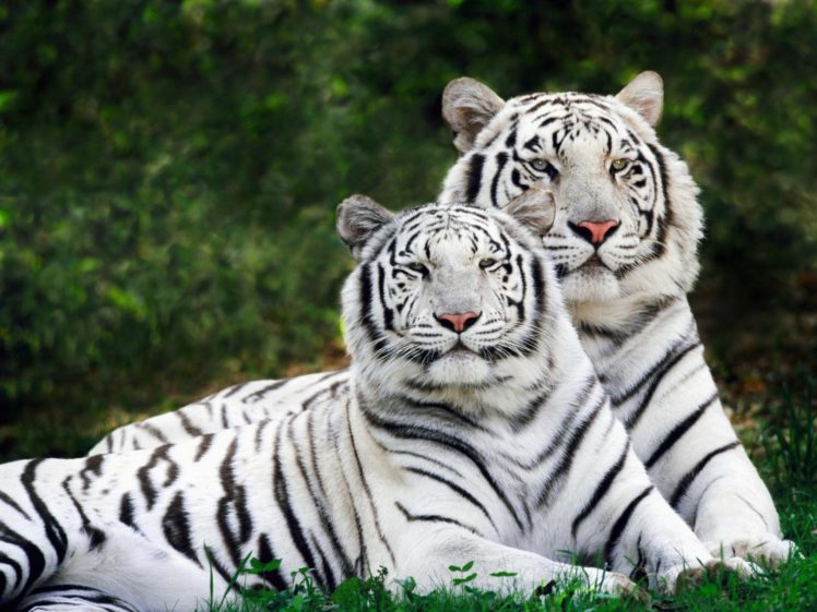 tigers, White, Tiger HD Wallpaper Desktop Background