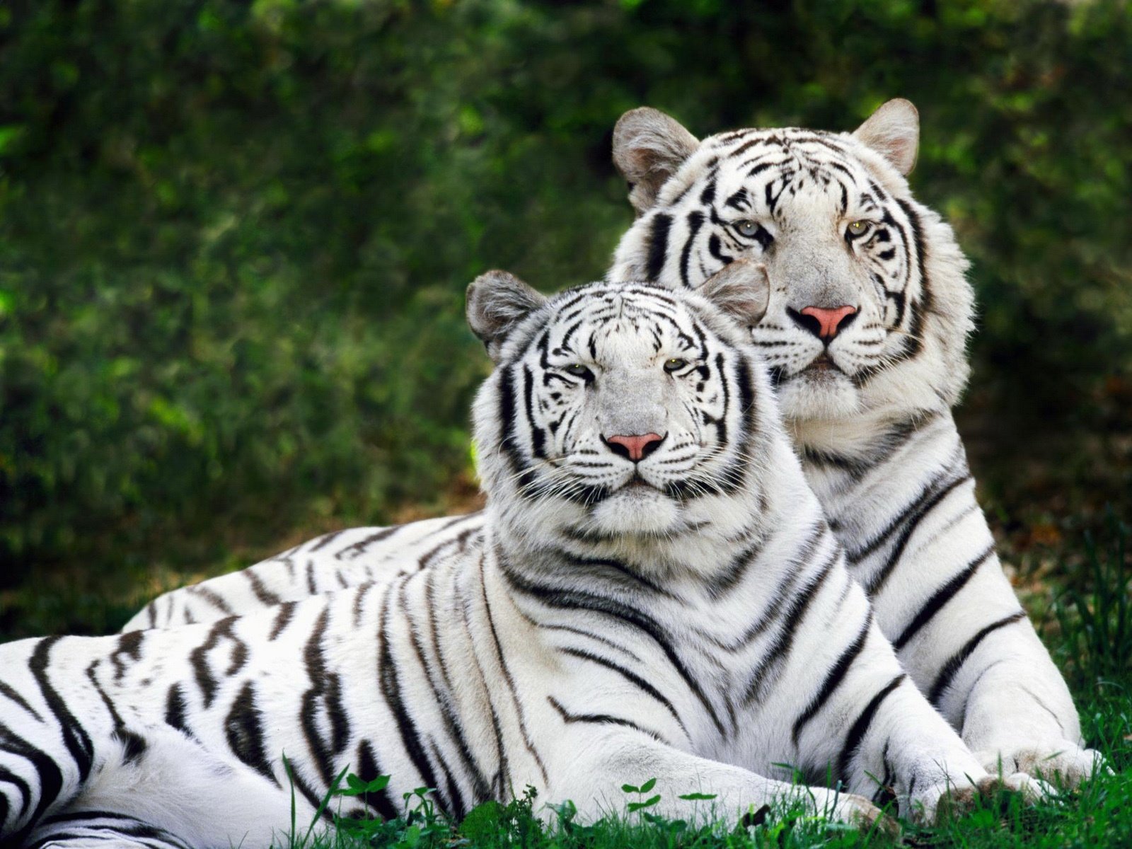tigers, White, Tiger Wallpaper