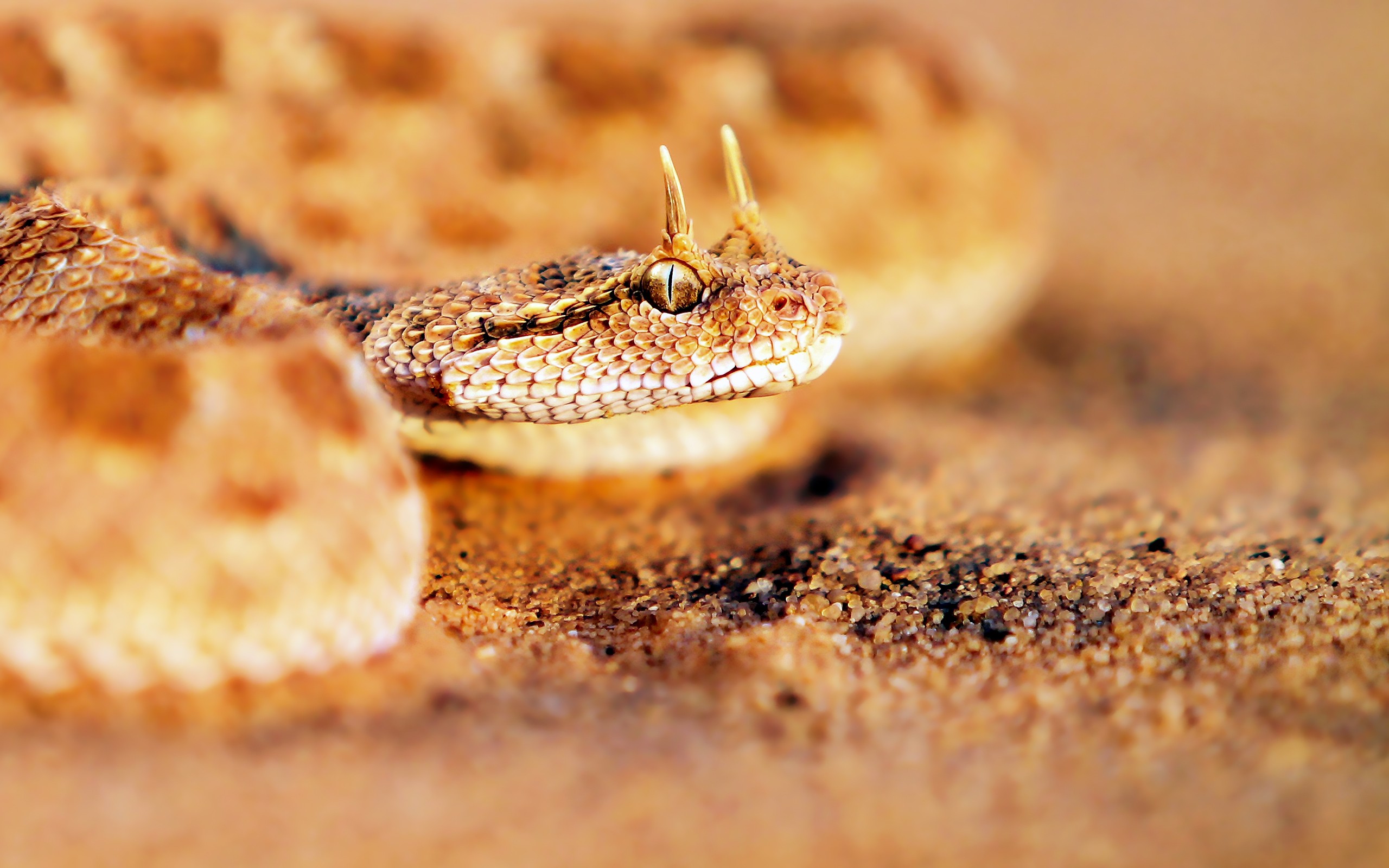 sandy, Horned, Snake Wallpaper