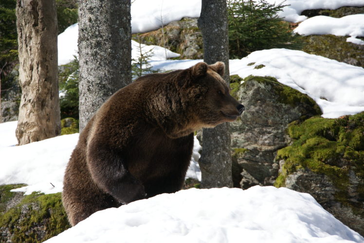 nature, Bears, Winter, Snow HD Wallpaper Desktop Background
