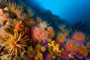 underwater, Ocean, Sea, Anemones, Reef, Coral