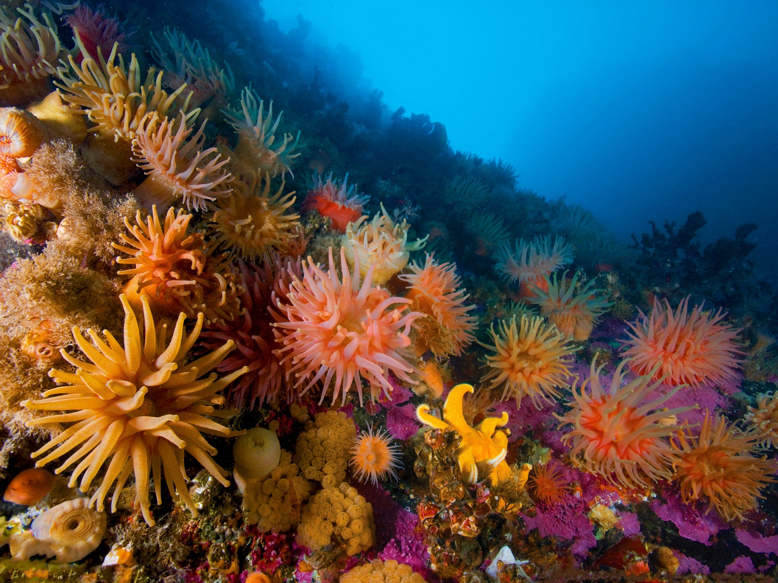 underwater, Ocean, Sea, Anemones, Reef, Coral Wallpaper