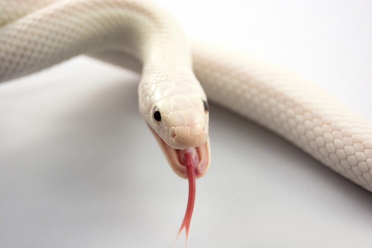 albino, Snake, Tongue, Mouth HD Wallpaper Desktop Background