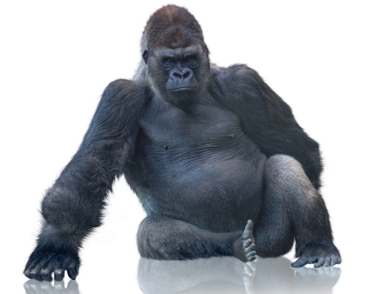gorilla, Monkey HD Wallpaper Desktop Background