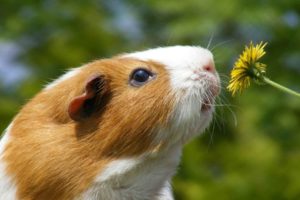 guinea, Pig, Rodent, Flower, Dandelion
