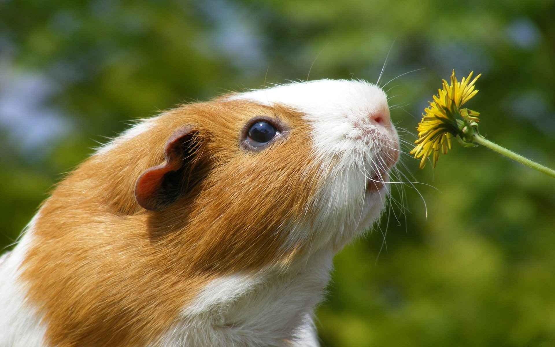 guinea, Pig, Rodent, Flower, Dandelion Wallpaper