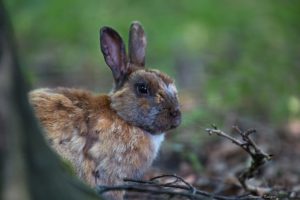hares, Rodents, Animals, Rabbit